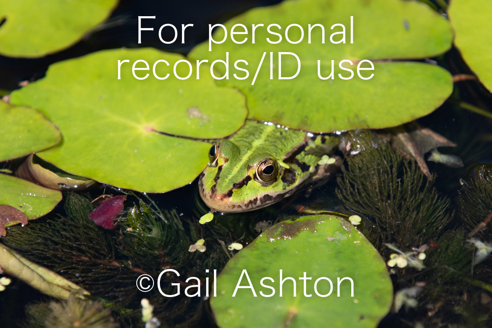 55. Pool Frog (Pelophylax sp.)