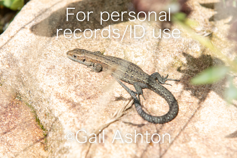 170. Common Lizard (Zootoca vivipara)