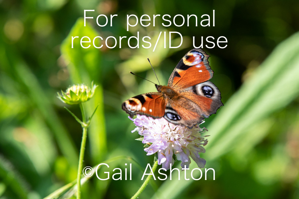 117. Peacock butterfly (Aglais io)