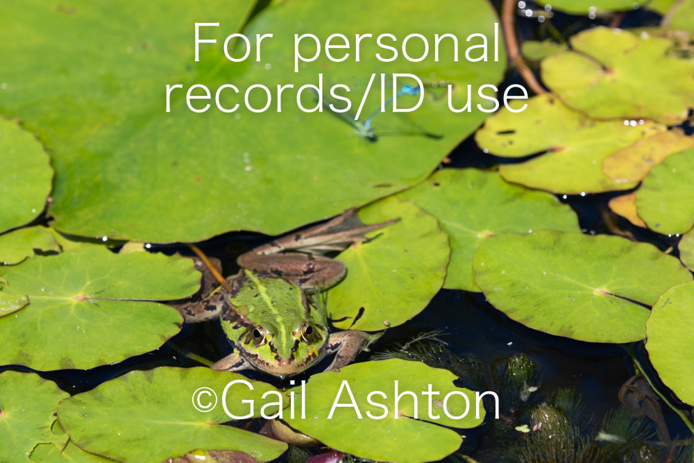 51. Pool Frog (Pelophylax sp.)
