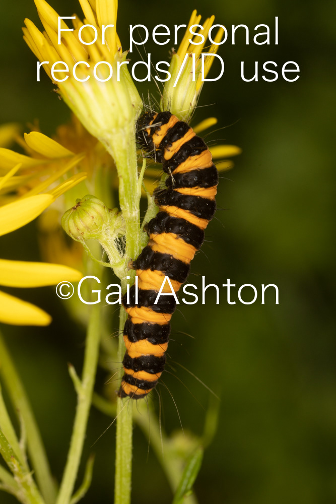 79. Cinnabar Moth (Tyrea jacobaea) caterpillar