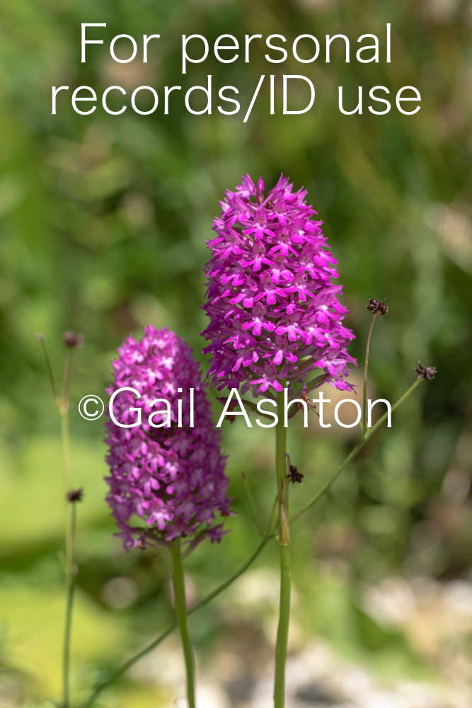 27. Pyramidal orchid