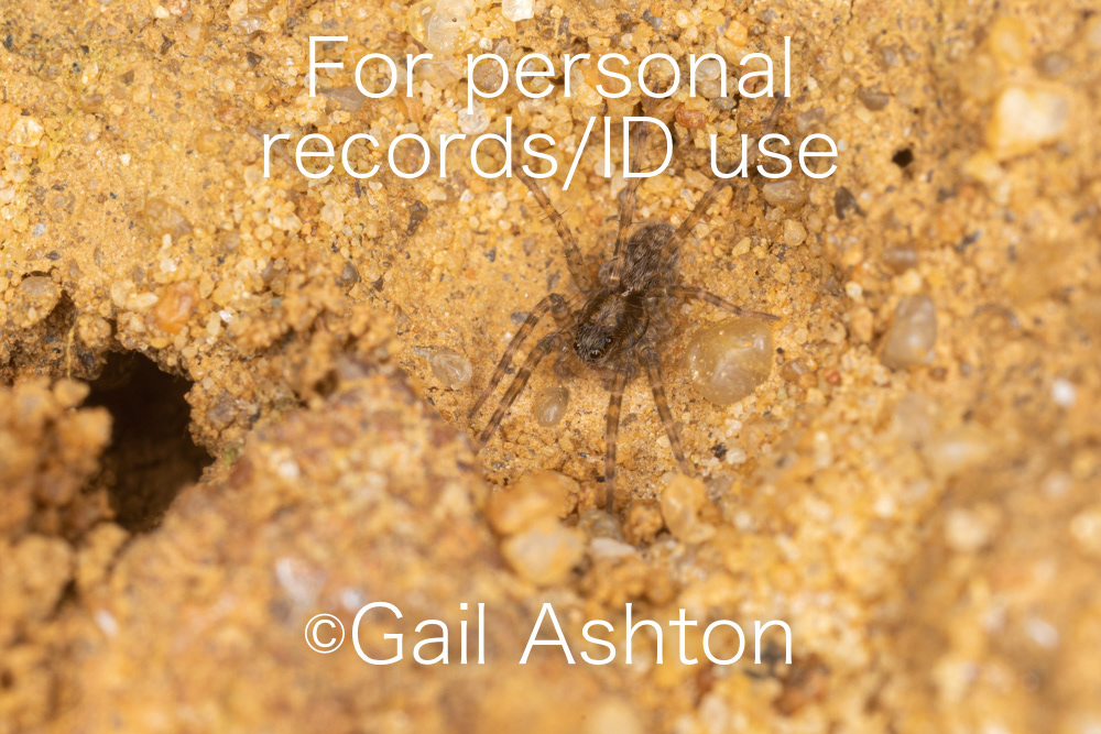 58. Wolf Spider sp.