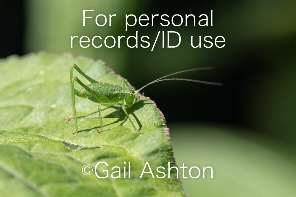 37. Speckled Bush-cricket (Leptophyes punctatissima)