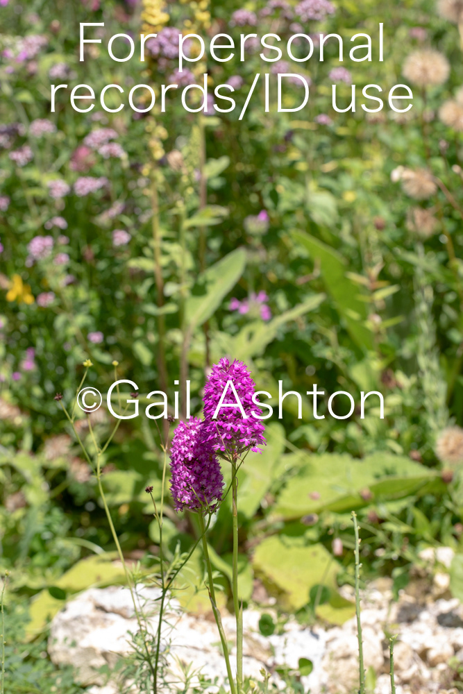 26. Pyramidal orchid