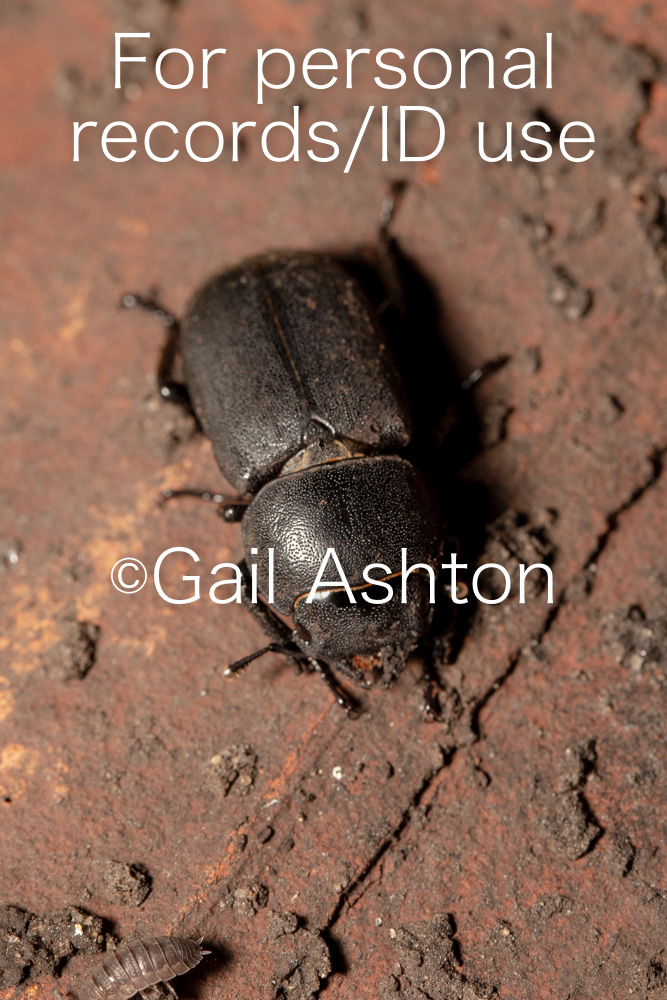 154. Lesser Stag Beetle (Dorcus parallelipipidus)