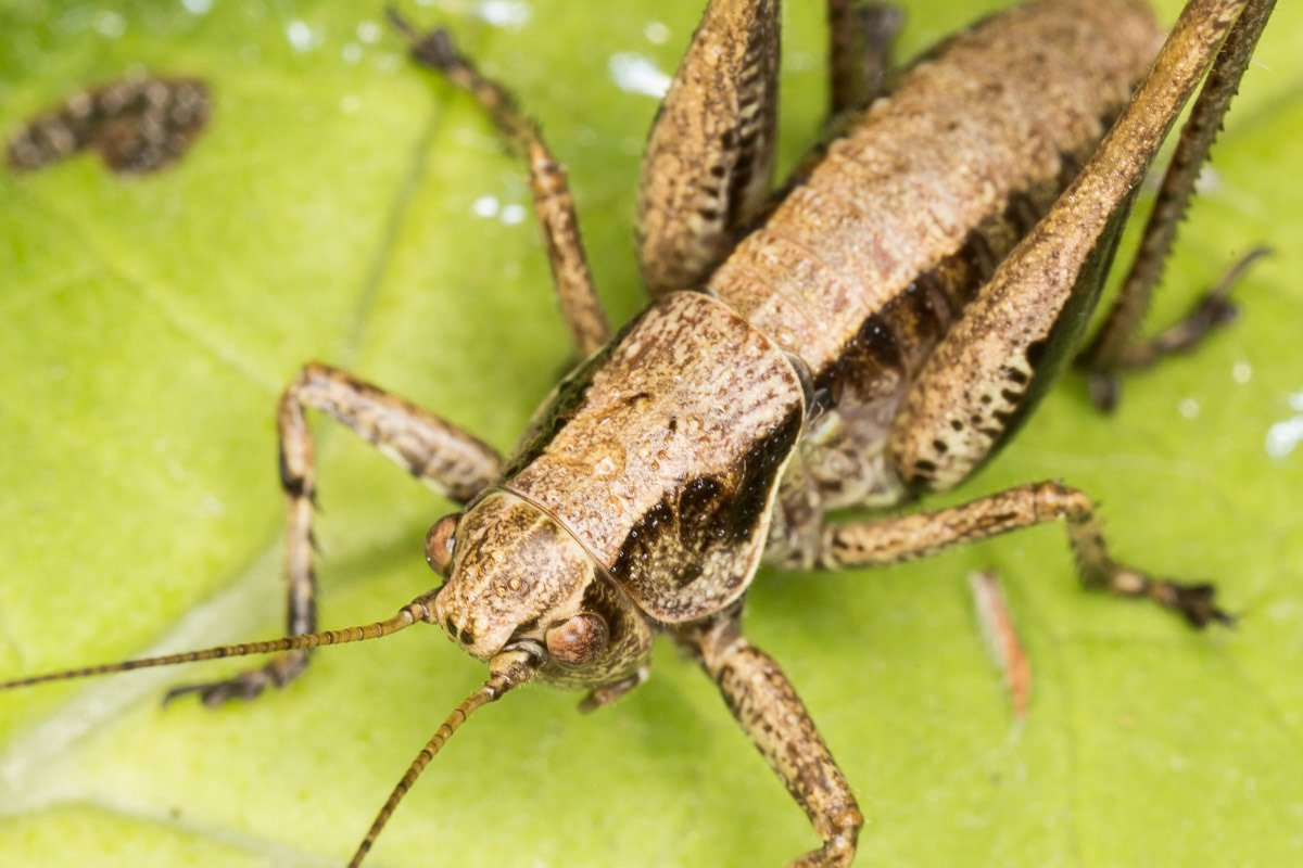 Dark Bush-cricket