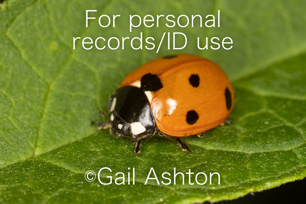 8. Seven-spot Ladybird (Coccinella septempunctata)
