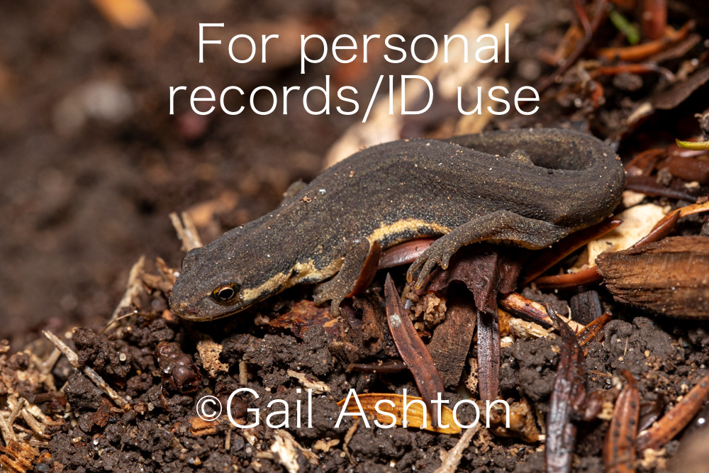 153. Smooth Newt (Lissotriton vulgaris)