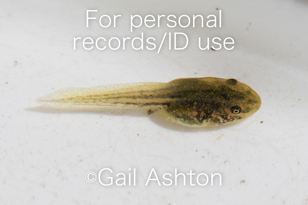 61. Pool Frog tadpole