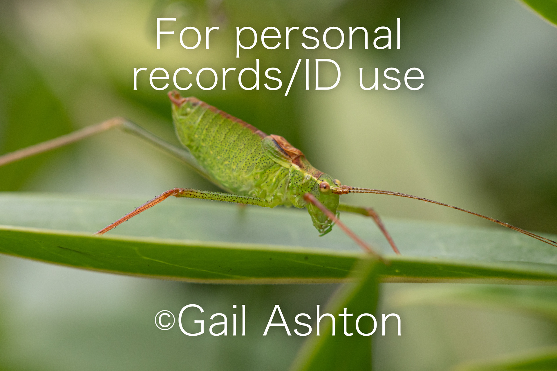 241. Speckled Busk-cricket