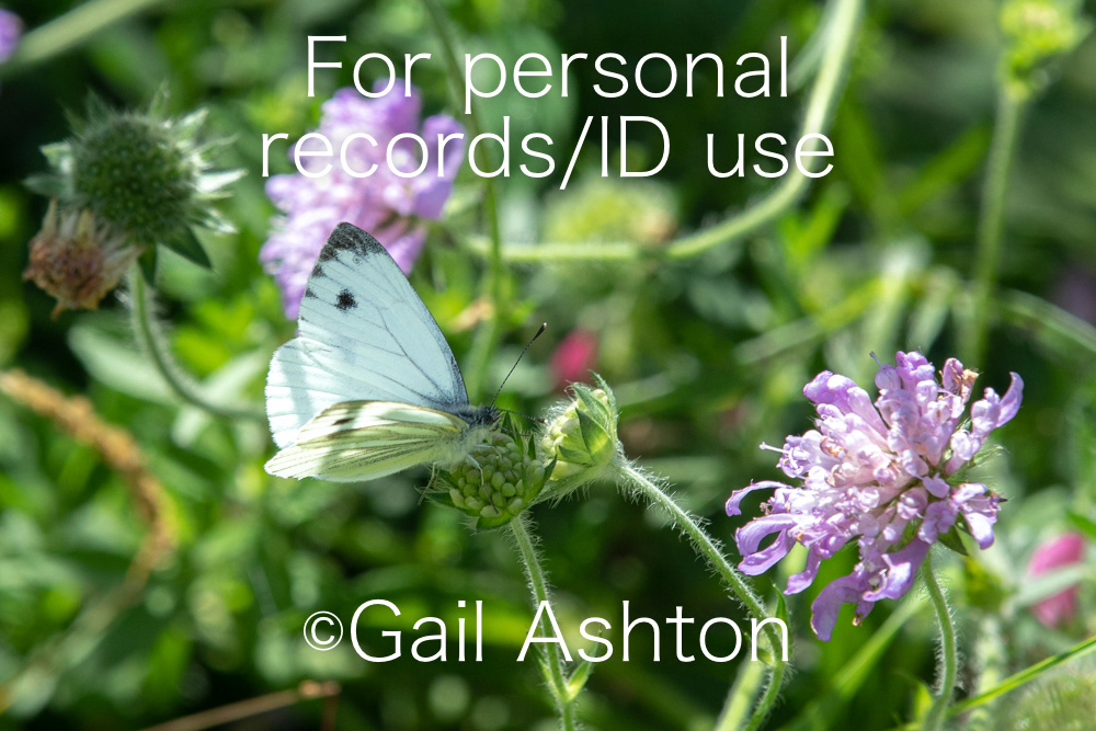 166. Green-veined White Butterfly (Pieris napi)