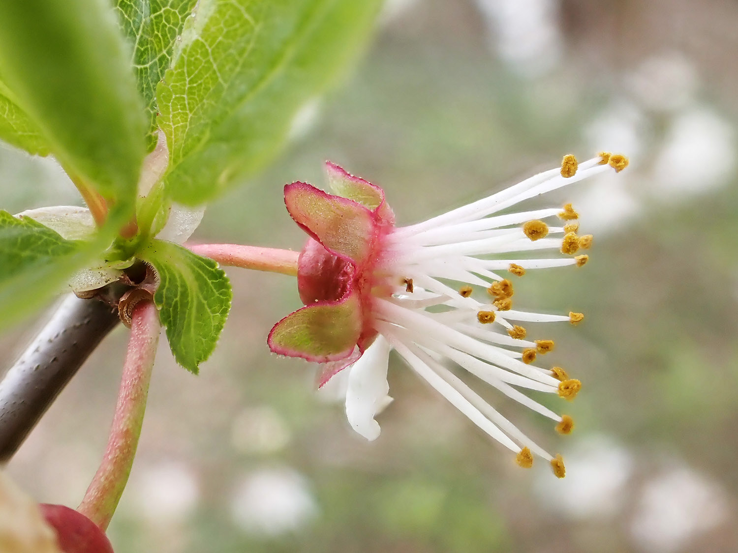 Reflex sepals distinguish from Blackthorn