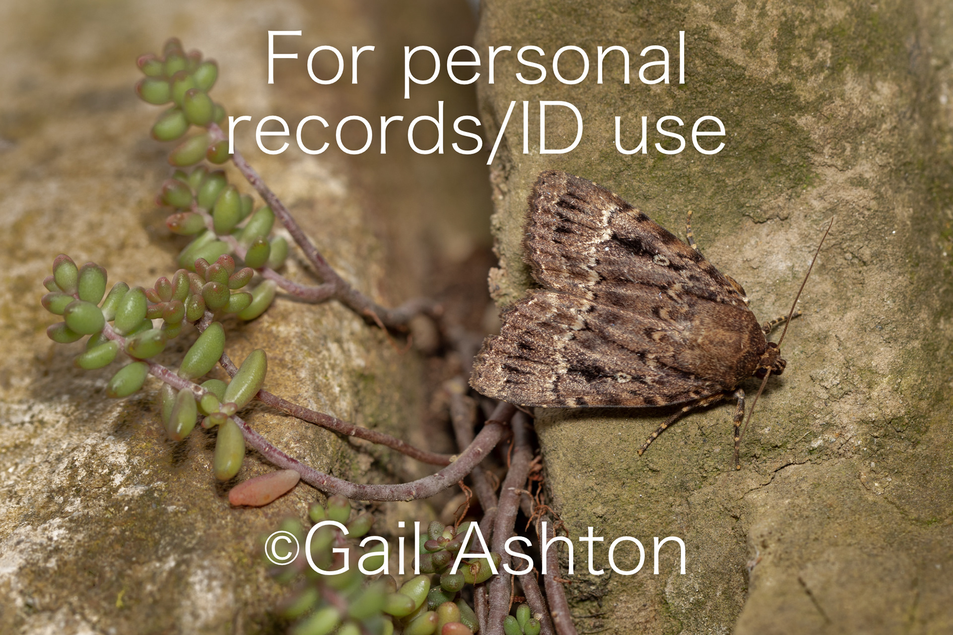 256. Copper Underwing