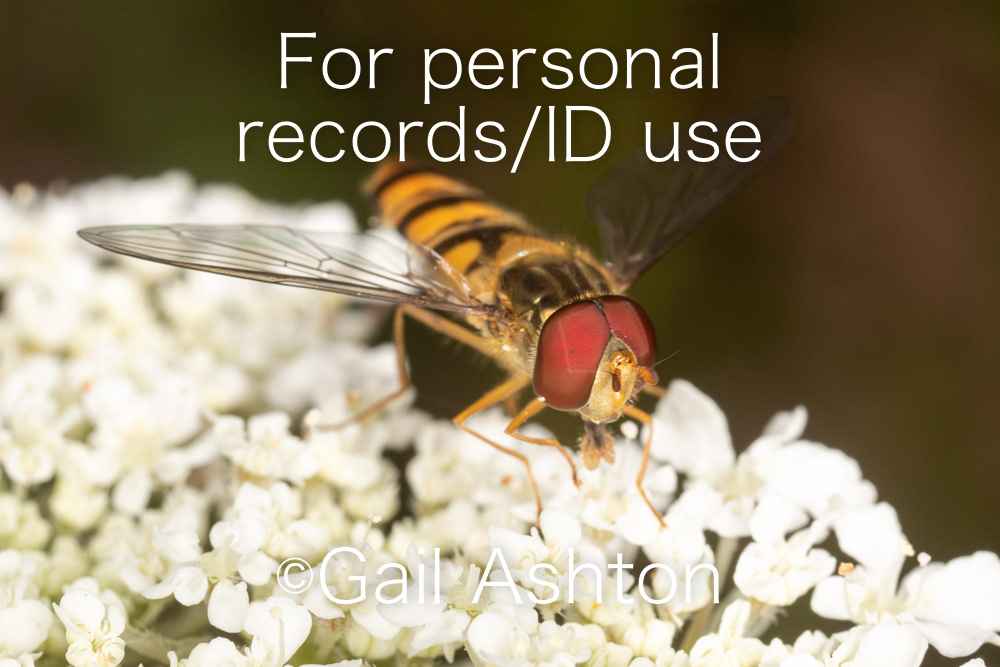 3. Marmalade hoverfly (Episyrphus balteatus)