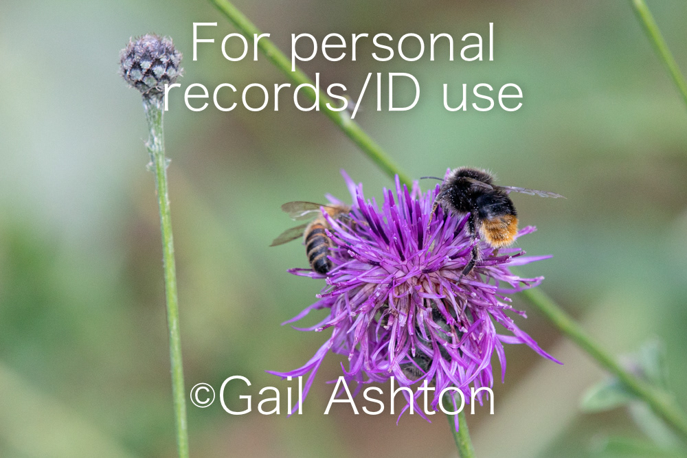 162. Honeybee / Red-tailed Bumblebee