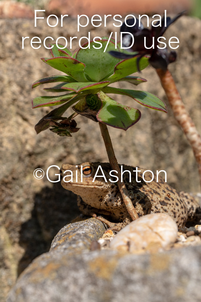 133. Common Toad (Bufo bufo)