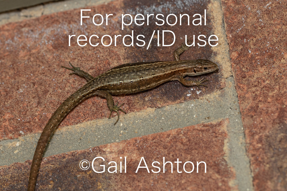 31. Common Lizard (Zootoca vivipara)