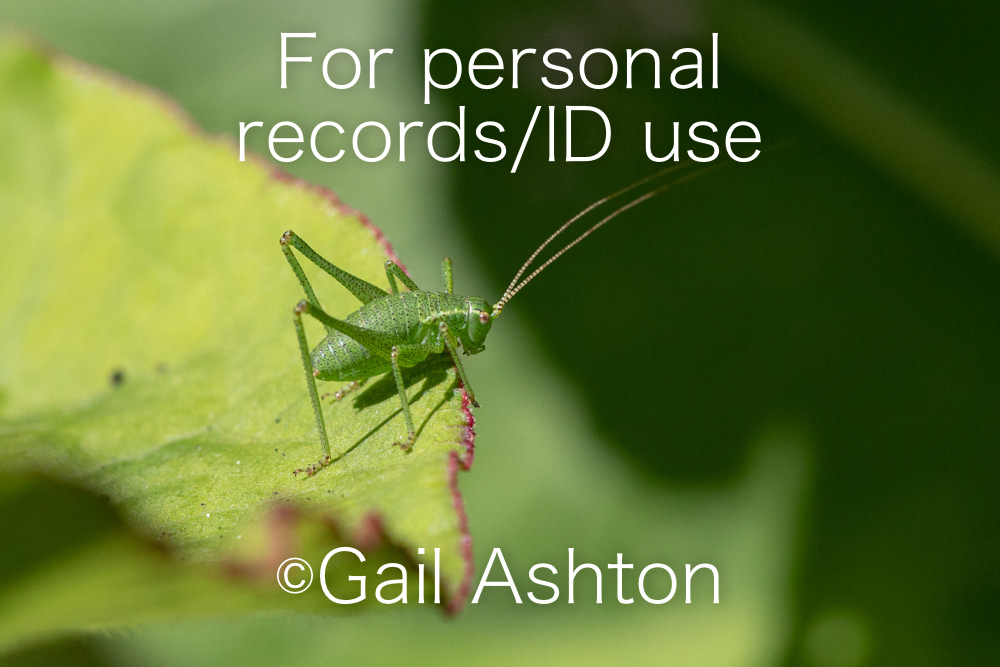38. Speckled Bush-cricket (Leptophyes punctatissima)