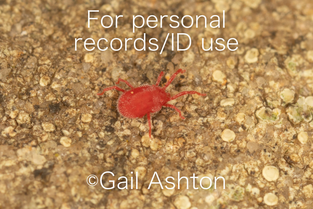 82. Red Spider mite sp.