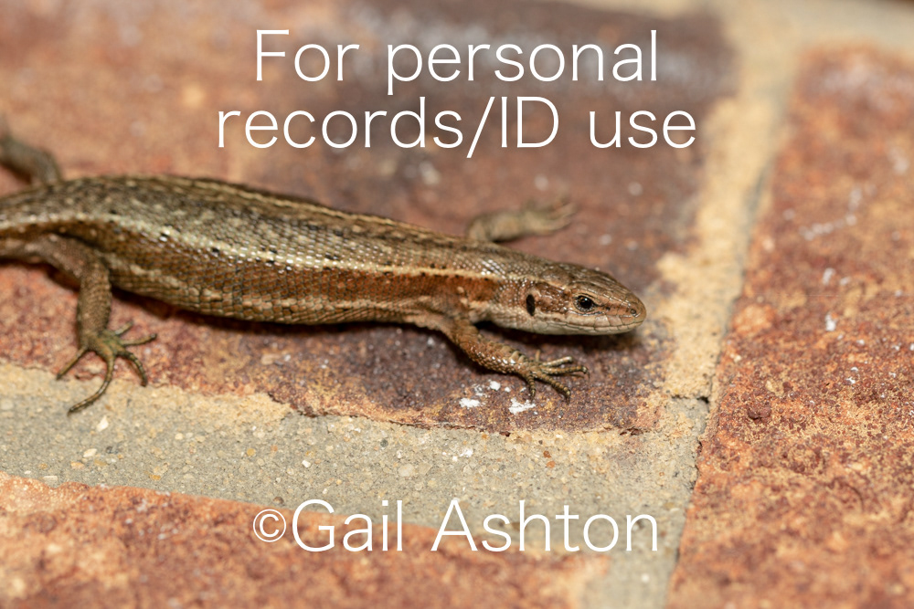 32. Common Lizard (Zootoca vivipara)