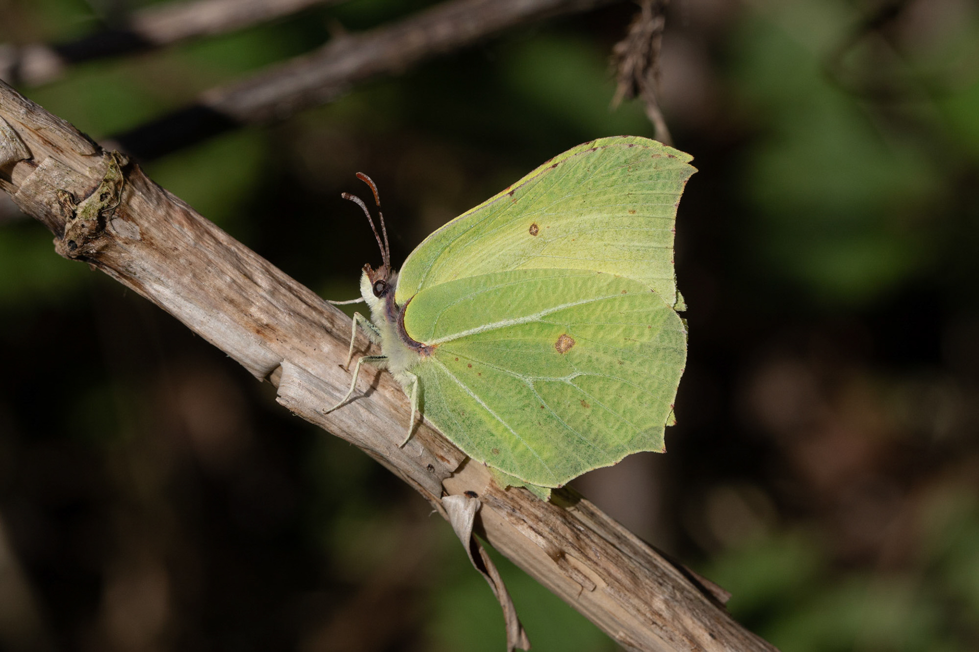 Brimstone Butterfly