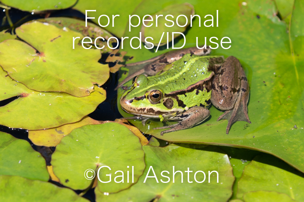 54. Pool Frog (Pelophylax sp.)