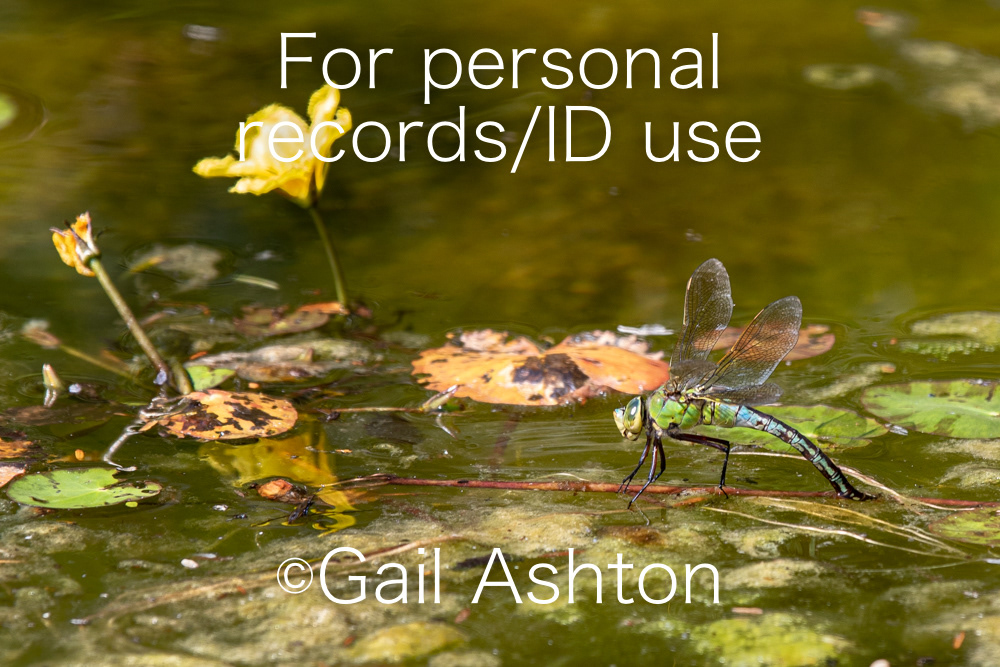 137. Emperor Dragonfly (Anax imperator) female ovipositing