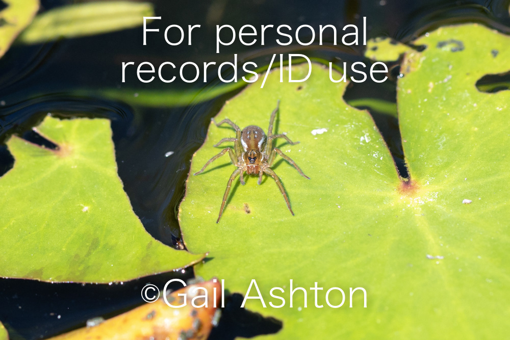 44. Otter Spider sp. (Pirata sp.)