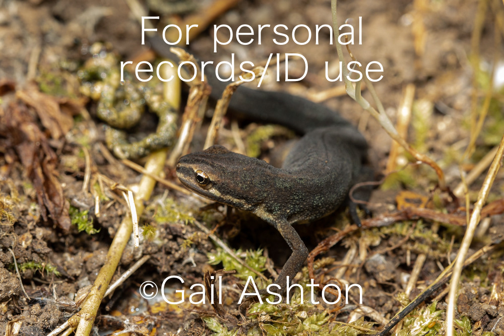 180. Smooth Newt (Lissotriton vulgaris)?