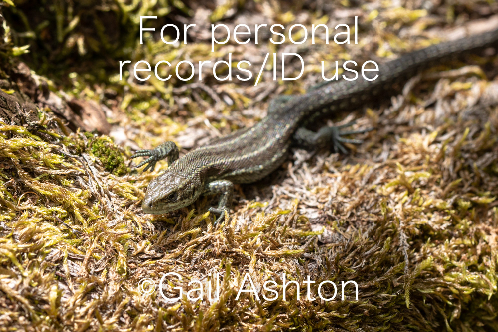 204. Common Lizard (Zootoca vivipara)