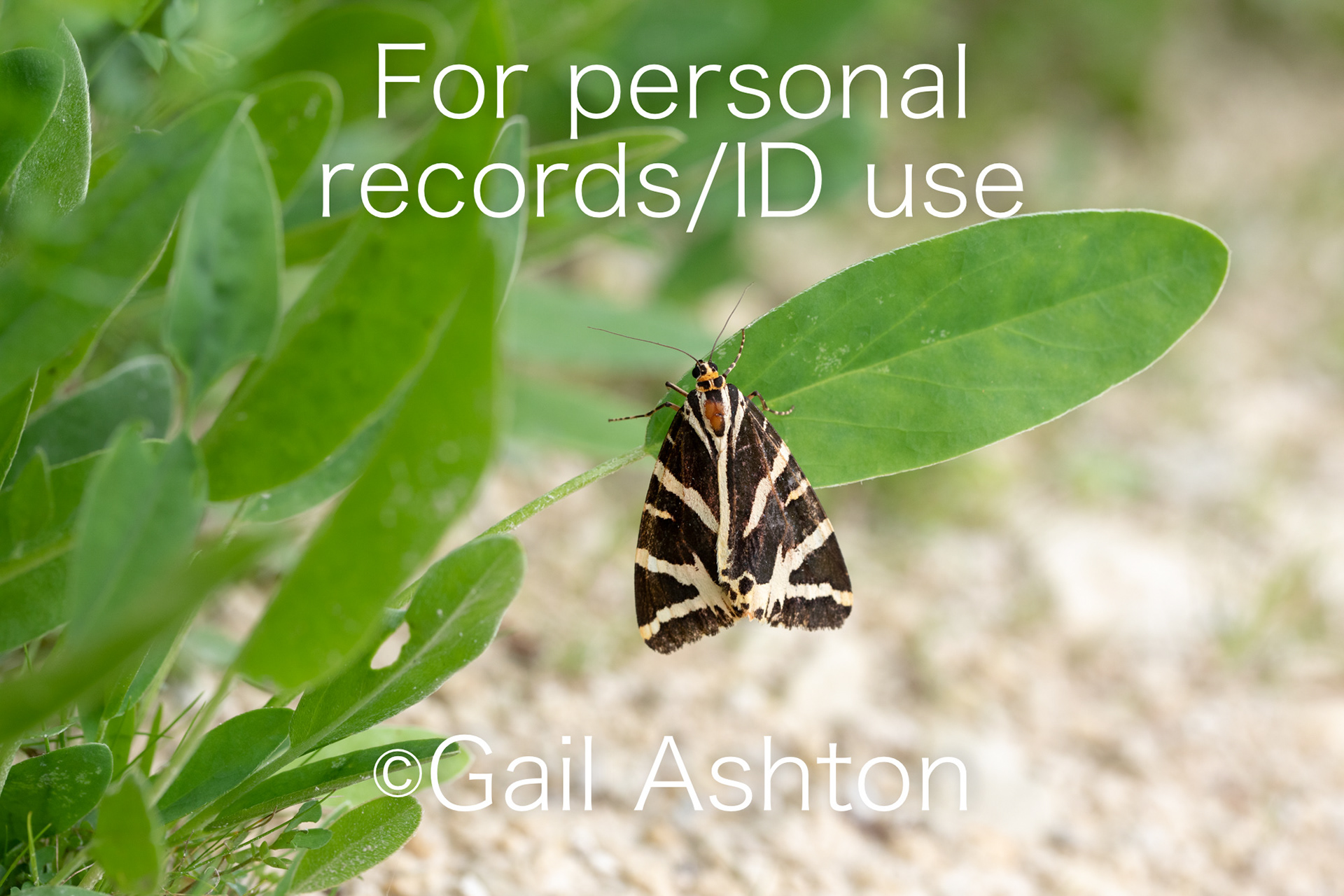 246. Jersey Tiger