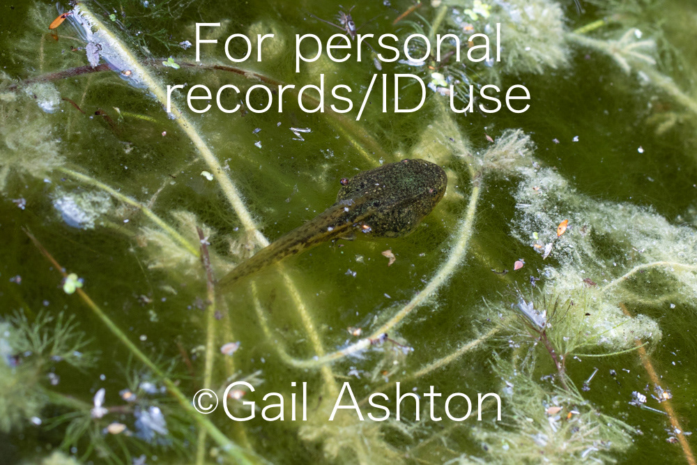 218. Pool Frog tadpole
