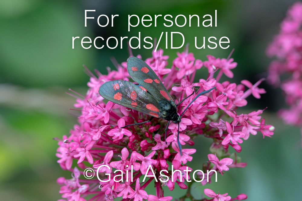 192. Six-spot Burnet Moth (Zygaena filipendulae)