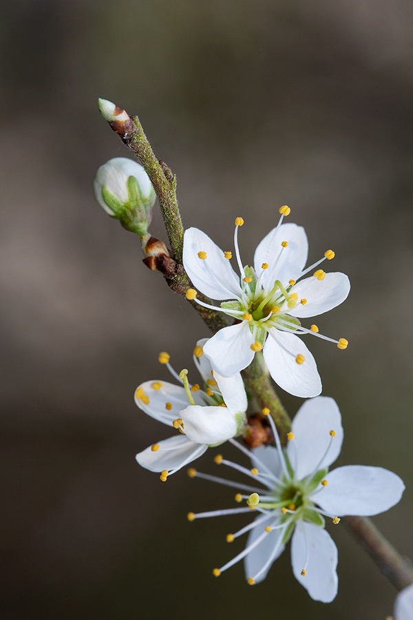 Gail Ashton : Photography, writing and illustration of insects and ...