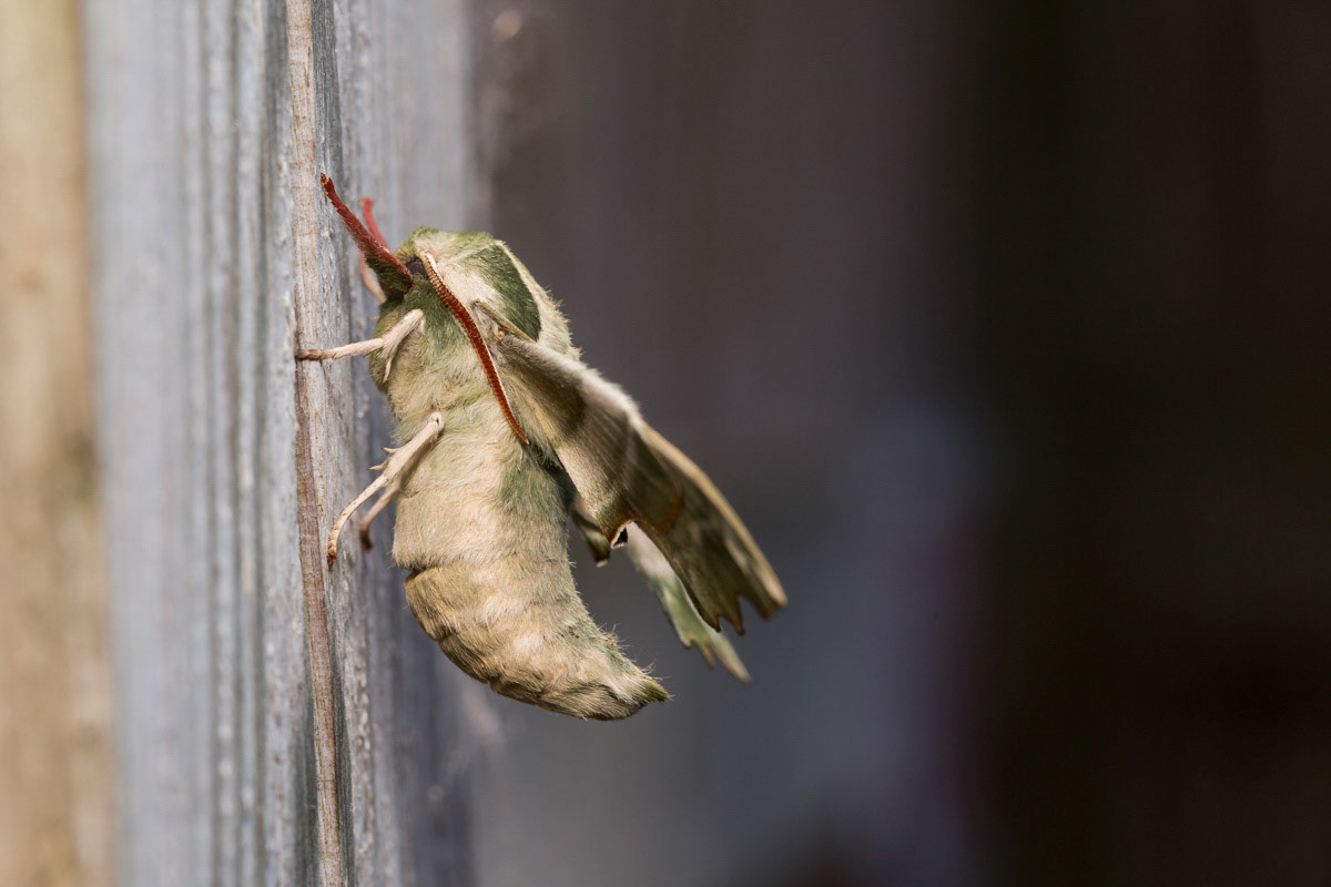 Lime Hawk Moth