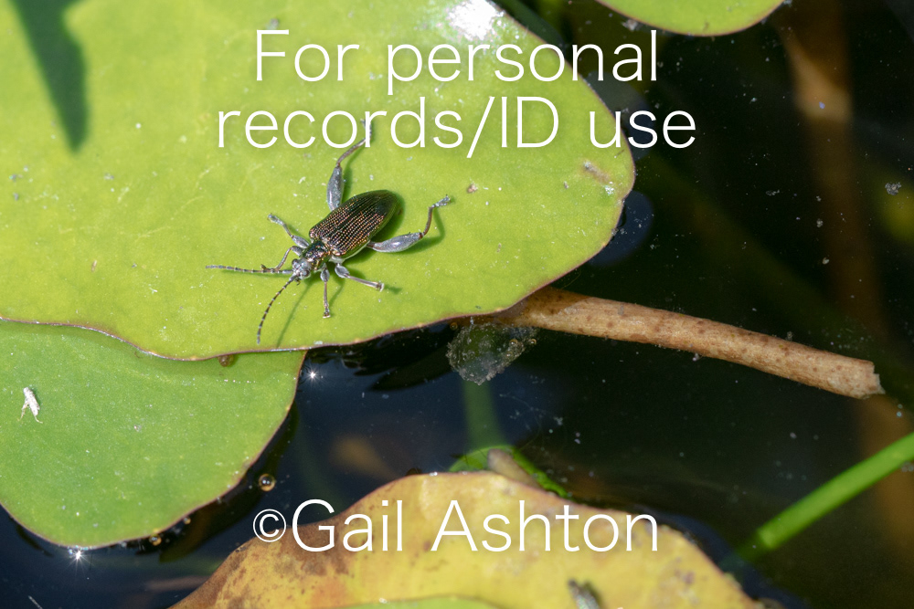 42. Reed beetle (Donacia sp.)