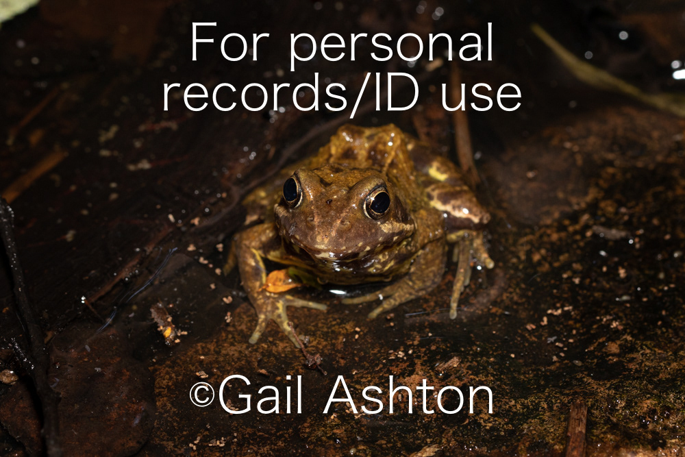 148. Common Frog (Rana temporaria)