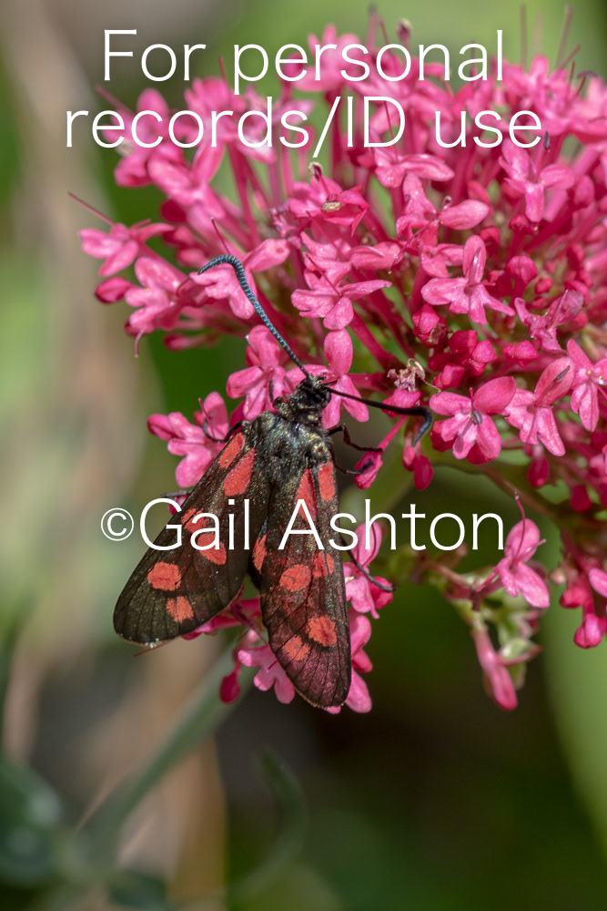193. Six-spot Burnet Moth (Zygaena filipendulae)