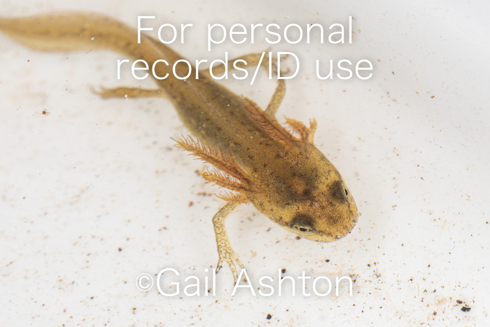 60. Smooth newt (Lissotriton vulgaris)?