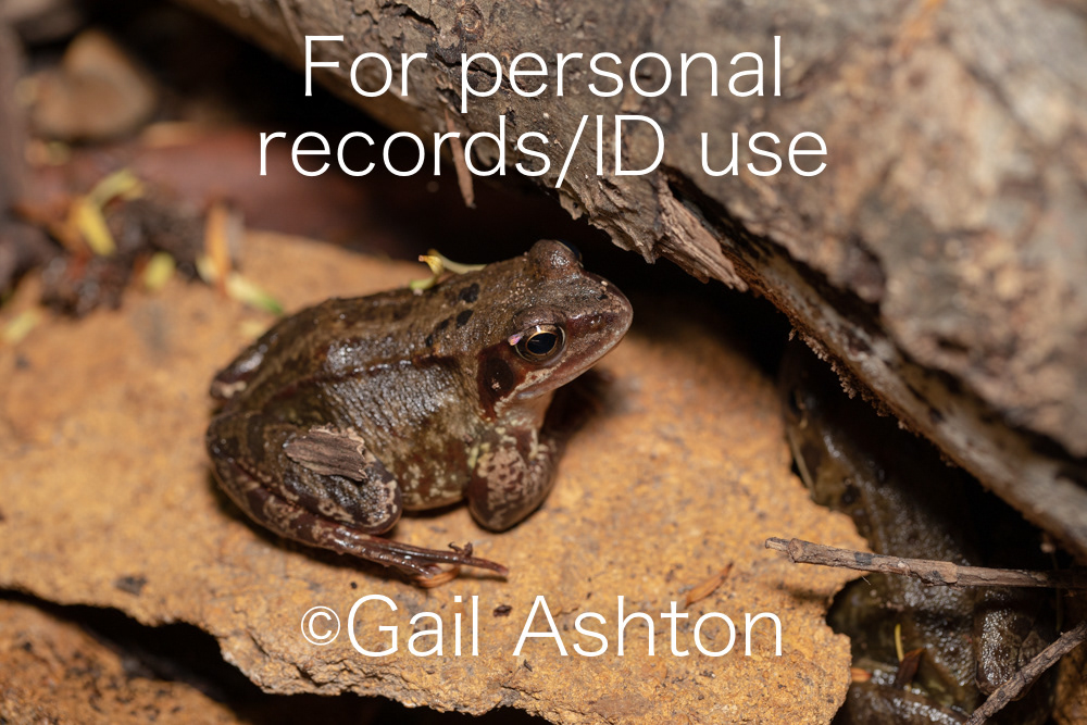 35. Common Frog (Rana temporaria)