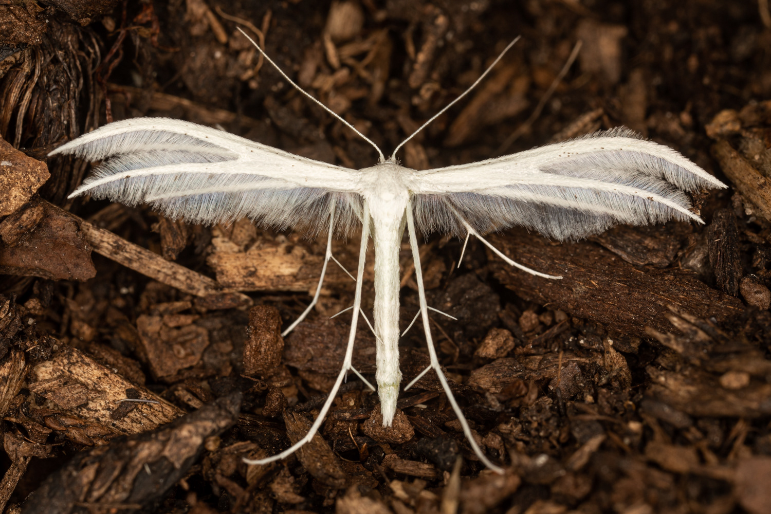 White Plume Moth