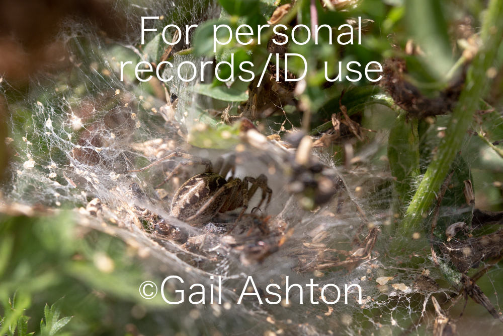 195. Labyrinth Spider (Agelena labyrinthica)