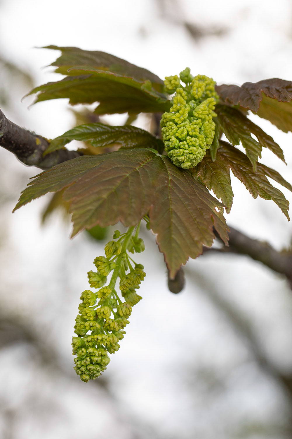 Flower panicle (contains m/f)