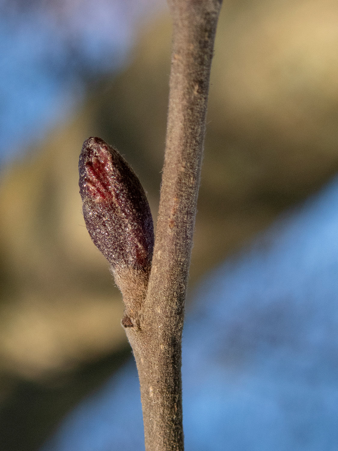 Winter bud