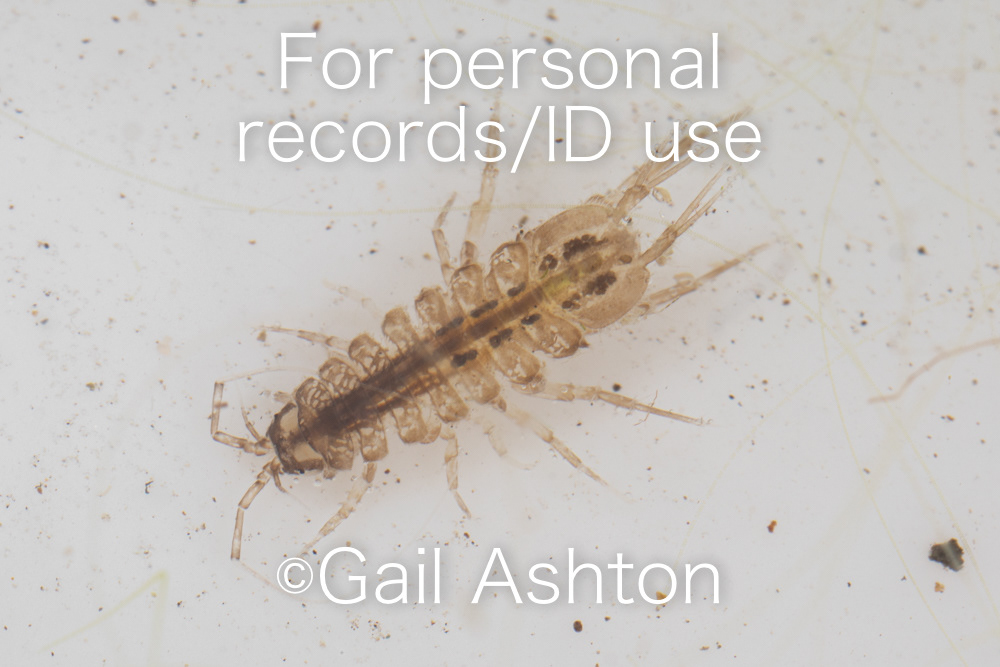 59. Water Hog-louse