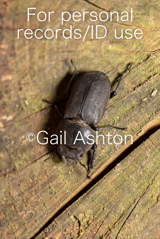 155. Lesser Stag Beetle (Dorcus parallelipipidus)