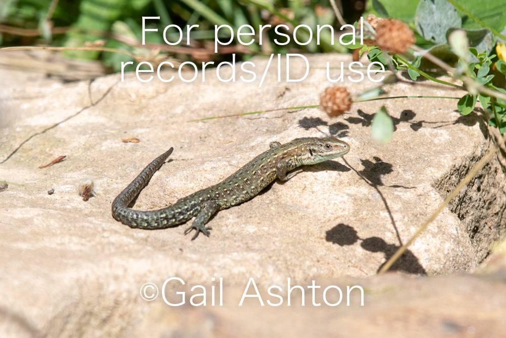 156. Common Lizard (Zootoca vivipara)