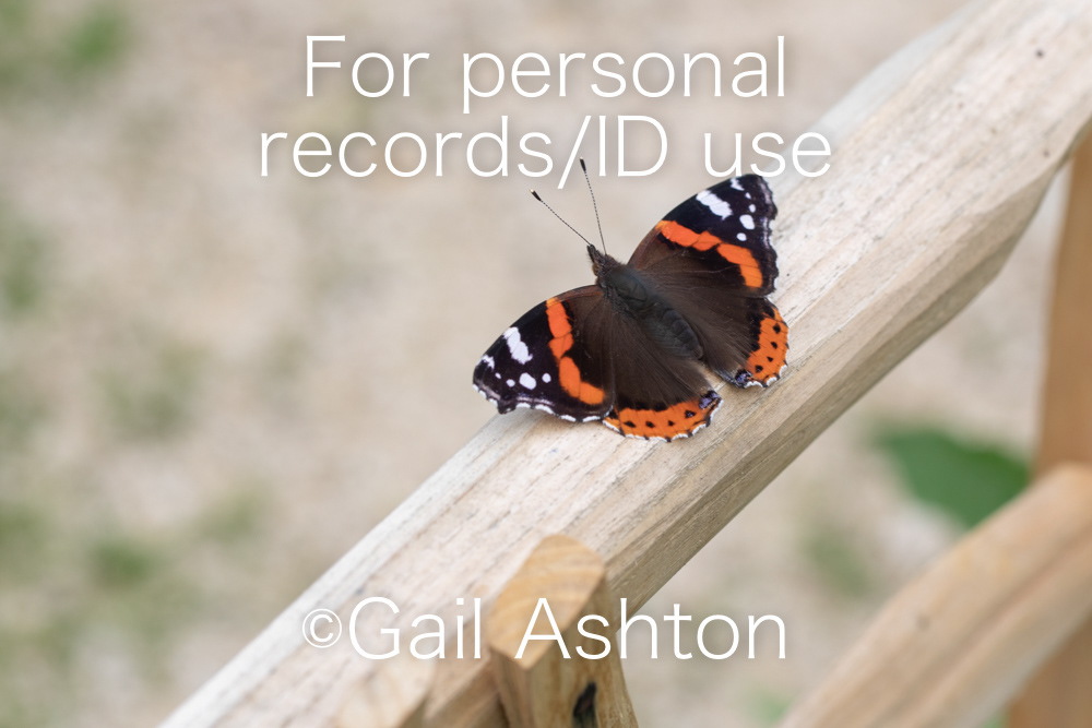 224. Red Admiral
