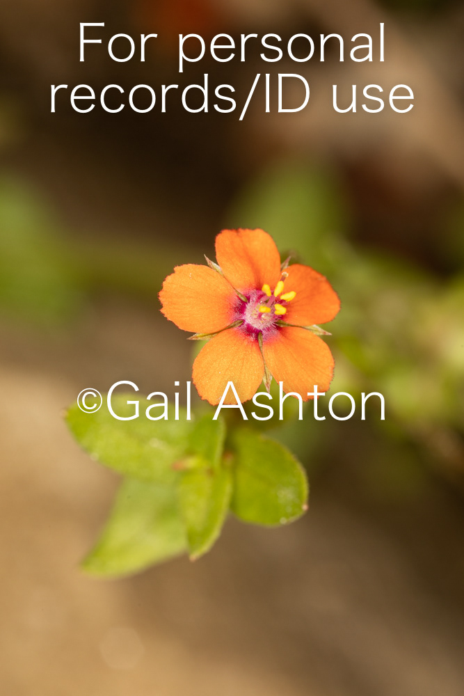 9. Scarlet Pimpernel
